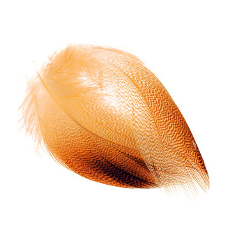 Plumas de flanco de ánade real FFGene