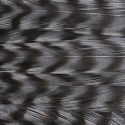 Ewing parche de plumas Deceiver teñidas