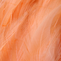 FFGene Plumas de colgadera en ristra