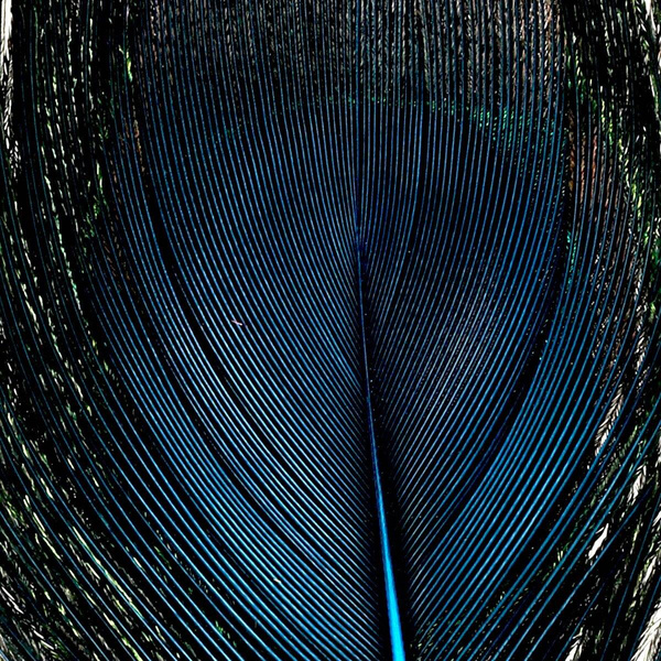 Secciones teñidas de ocelos de cola de pavo real FFGene