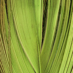 Plumas oceladas de cola de pavo real blanqueadas FFGene