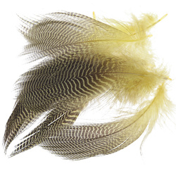 Wapsi plumas barradas del flanco de cerceta