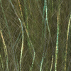 Wild Olive