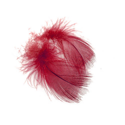 FFGene Plumas del pecho de ánade real