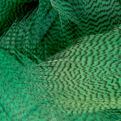 Plumas de flanco de ánade real FFGene