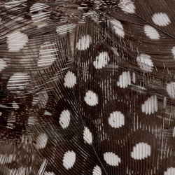 FFGene Plumas de pintada