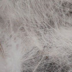 FFGene paquete Jambo de plumas CDC de oca - 1 gr