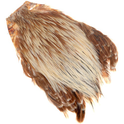 Cuello de gallo FFGene India Clase A