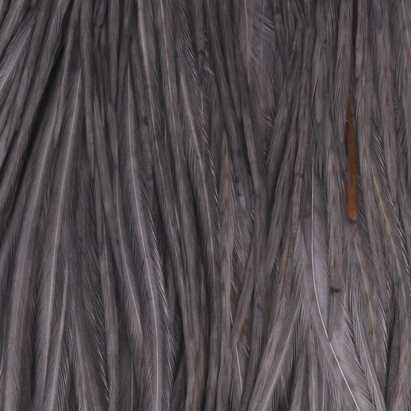 Colgadera de gallo para mosca seca Keough Hackle