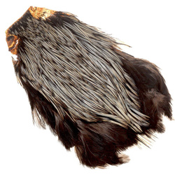 Cuello de gallo FFGene India, clase AA