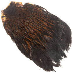 Cuello de gallina FFGene India