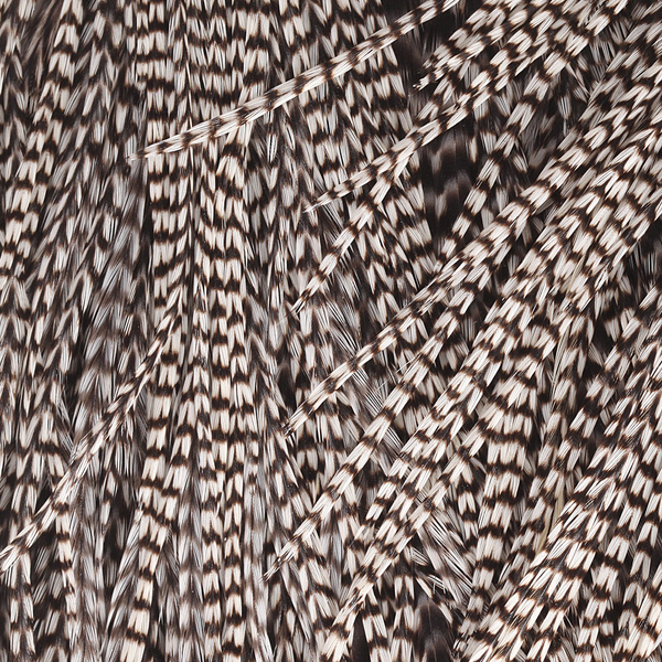 Colgadera de gallo para mosca seca Keough Hackle