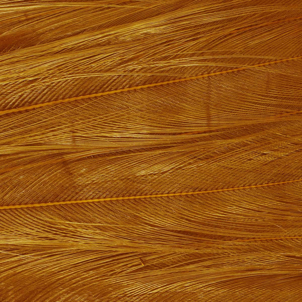 Sección central teñida del cuello de gallo Ewing