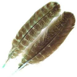 FFGene Plumas de ala de pavo Ozark