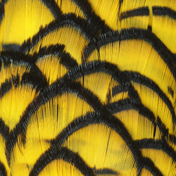 Hareline plumas de la cabeza de faisán de Lady Amherst