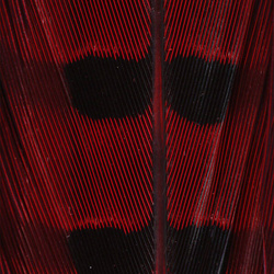 Hareline Plumas de cola de faisán de collar