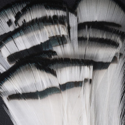 Hareline plumas tippet del cuello de faisán de Lady Amherst