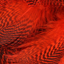 Hareline plumas del flanco de cerceta