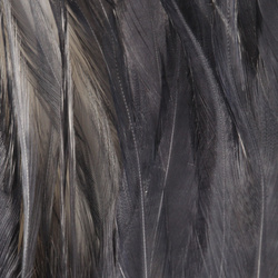 FFGene Plumas de colgadera en ristra