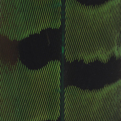 Cola de faisán Spirit River UV2 Ringneck