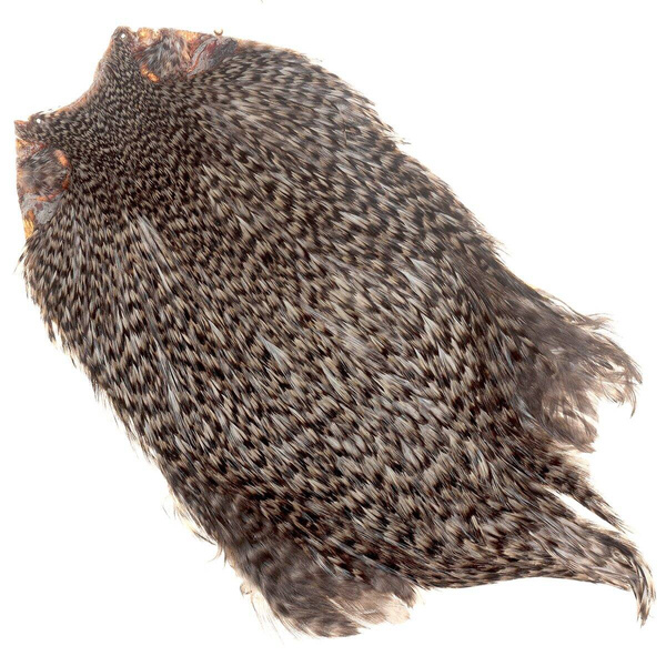 Cuello de gallo FFGene India, clase Top