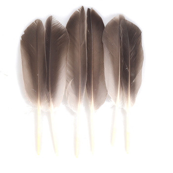 Plumas de ala de ánade real silvestre FFGene