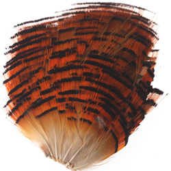Hareline plumas tippet del cuello de faisán dorado