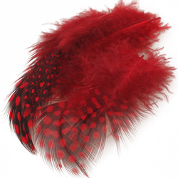 Wapsi plumas del cuerpo de pintada