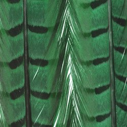 FFGene Plumas centrales de la cola de faisán