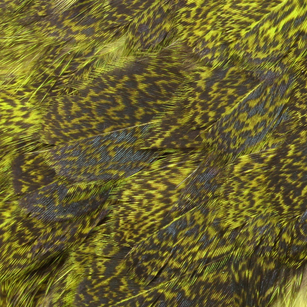 Colgadera de gallina Whiting Coq de Leon
