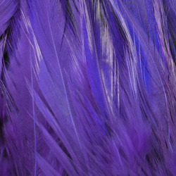 FFGene Plumas de colgadera en ristra