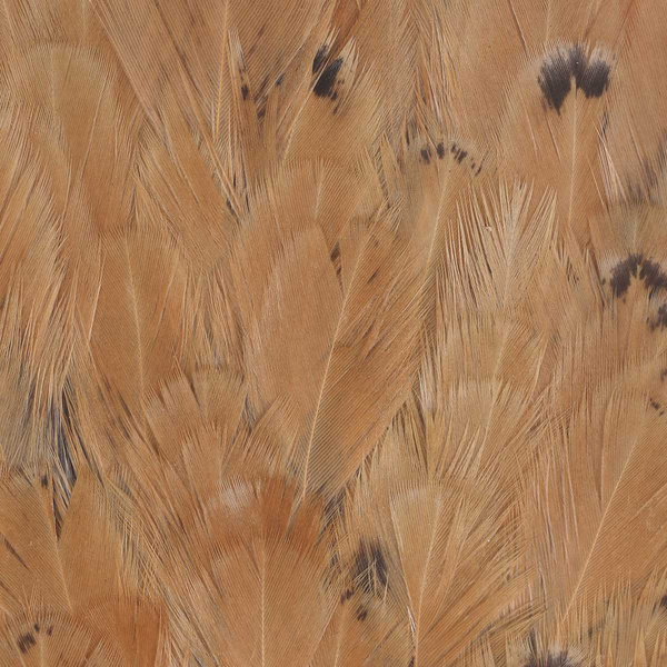 Colgadera de gallina FFGene India