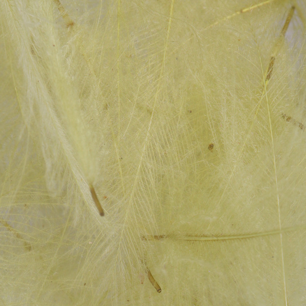 FFGene Plumas CDC teñidas - 1 gr