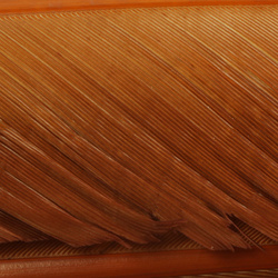 Hareline biots de pavo