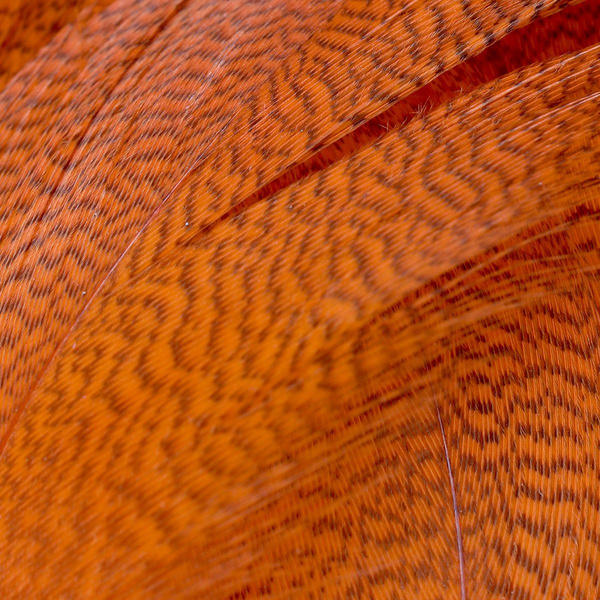 Plumas de flanco de ánade real FFGene