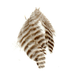 Wapsi Plumas de hackle blando Matuka Grizzly