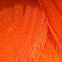 Hareline Premo plumas planas de pavo