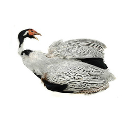 one size