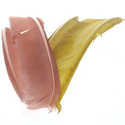 Hareline biots de pavo