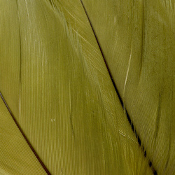 FFGene Plumas escapulares de ganso