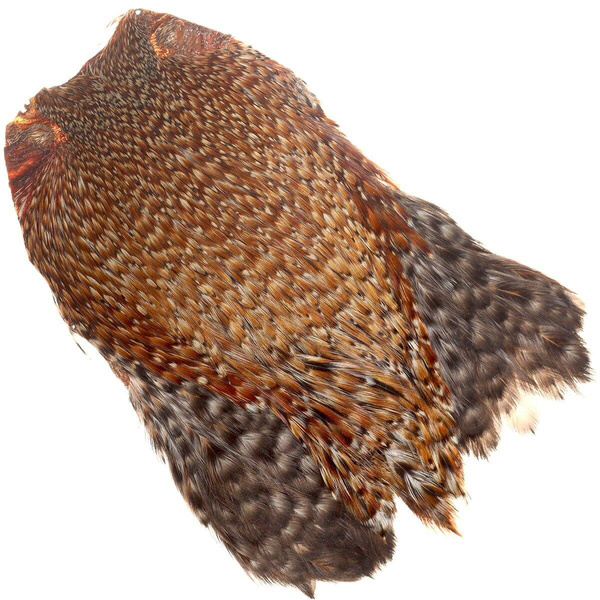 Cuello de gallo FFGene India, clase AA