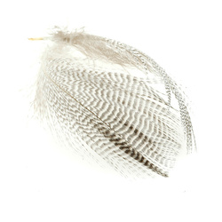 FFGene Plumas de flanco de cerceta