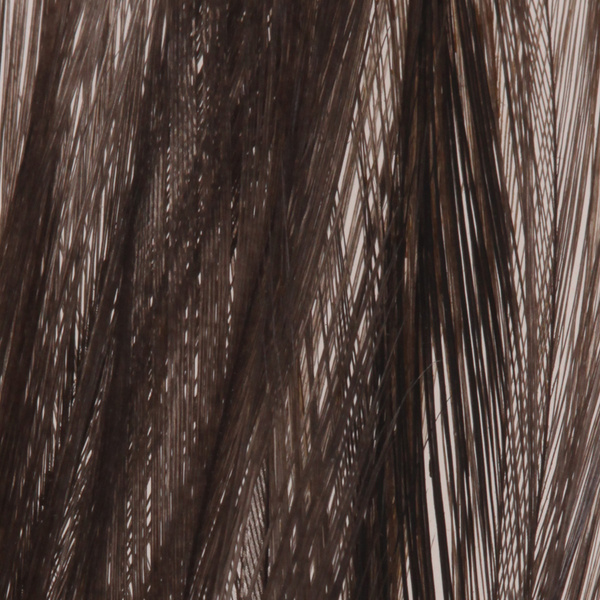 pluma Coq de Leon