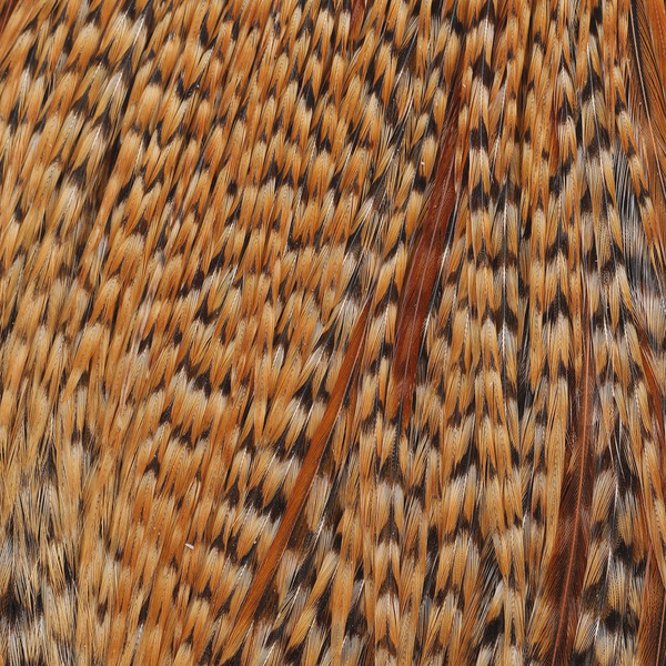 Capa de plumas del cuello de gallo Metz #1