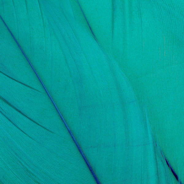 FFGene Plumas escapulares de ganso