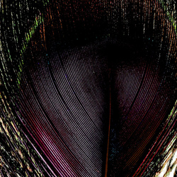 FFGene Peacock Eyes color