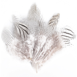 FFGene Plumas de faisán plateado