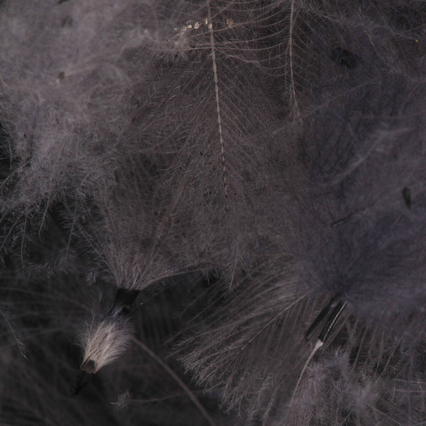 FFGene Paquete Jambo de plumas CDC teñidas - 1 gr