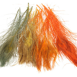 Plumas oceladas de cola de pavo real blanqueadas FFGene