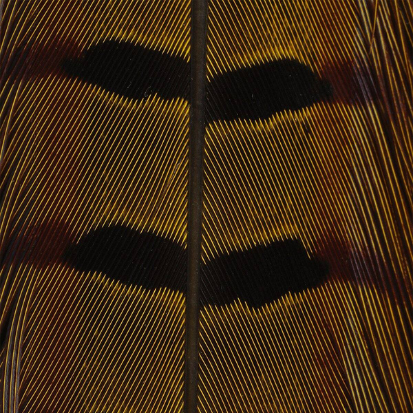 Hareline Plumas de cola de faisán de collar